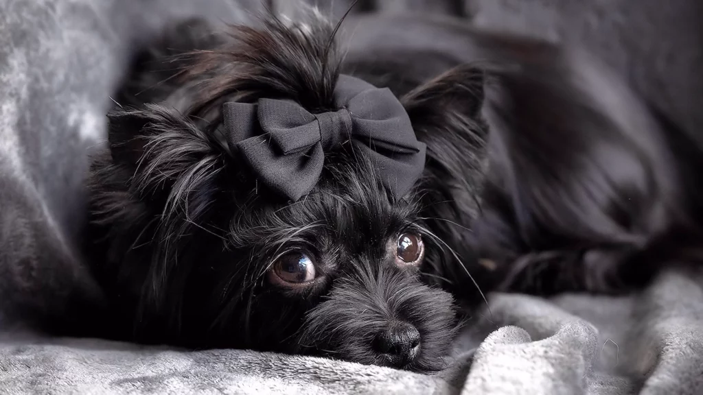 All-Black Yorkshire Terrier Bitch