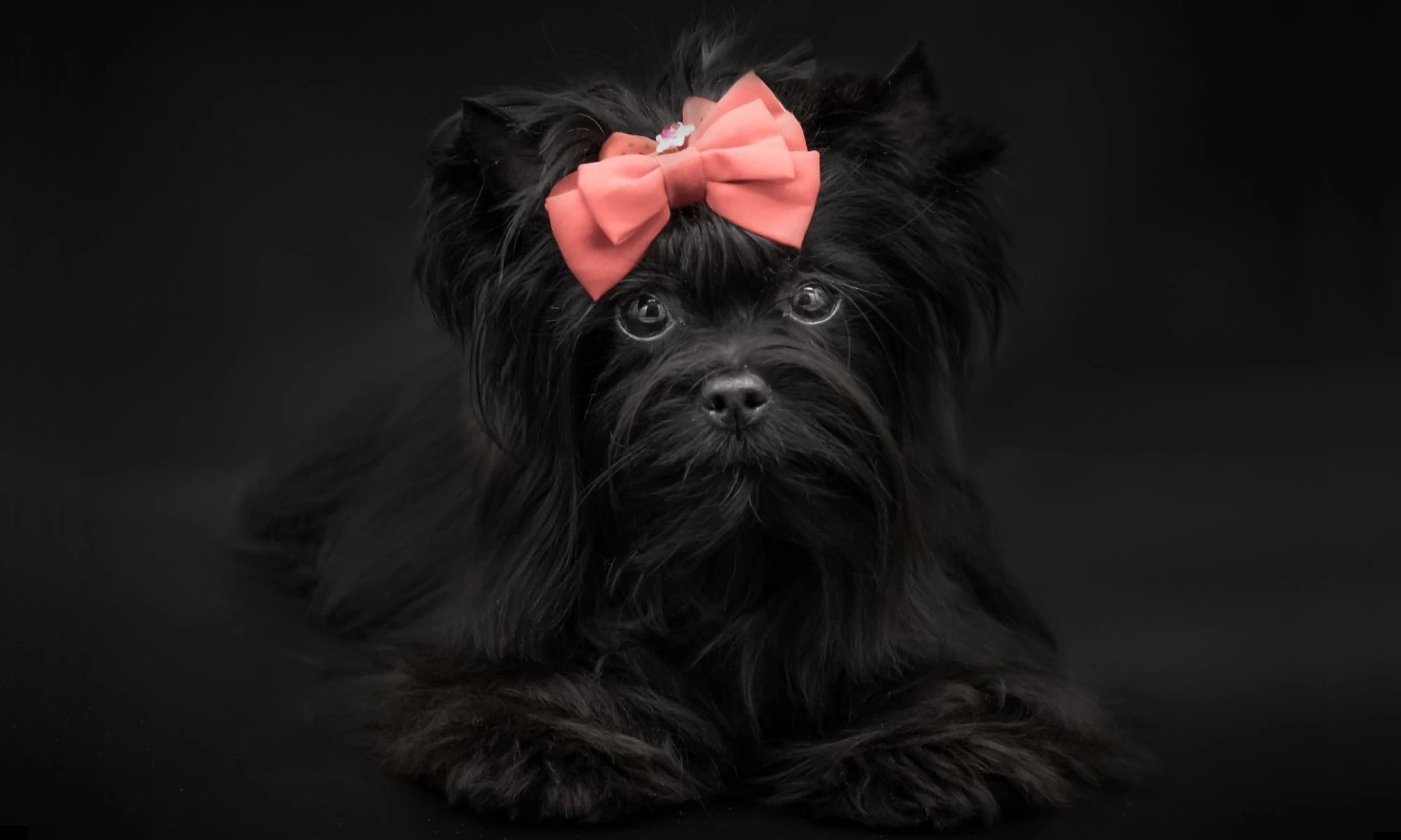 This is a photograph of an all black Yorkshire Terrier bred by Colour Me In. The image is very dark almost pitch black but you can see the image of an All-Black Yorkshire Terrier lying down towards the camera. Her eyes shine brightly, they are dark hazel and glistening. Her coat is black and silky. Her nose is black. Her ears are pricked upwardly. She has a very large pink bow on her head. She looks very attentive.