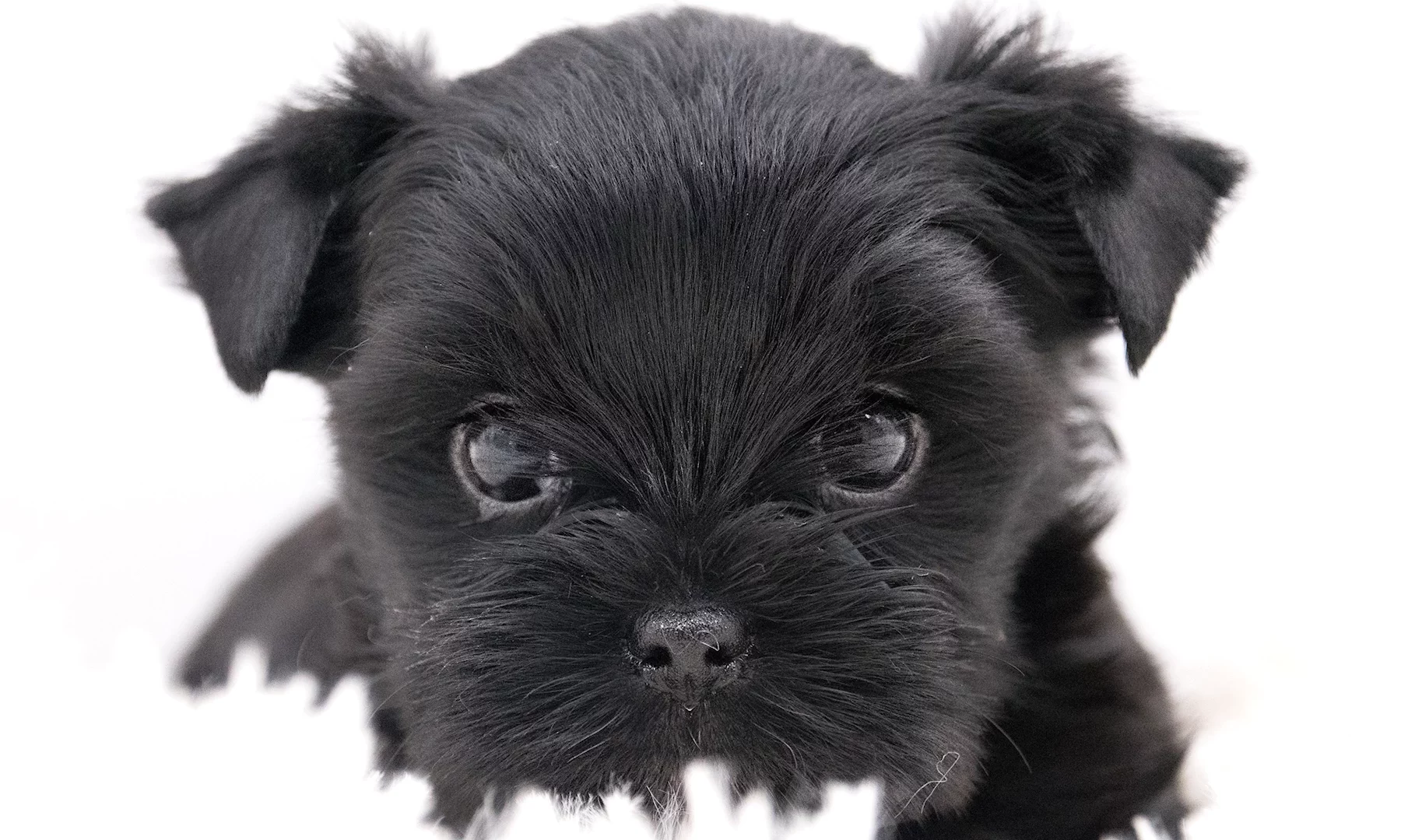 This is a photograph of an all-black Yorkshire Terrier puppy with very dark almost black eyes sparkling in the light. The ears are held up but not yet pricked upright. The gaze of the puppy is very intense