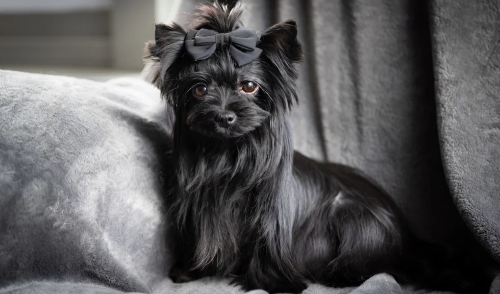 An image of the beautiful All-Black Yorkshire Terrier Madonna Black Jazz Bella Vera Her coat is jet black and shines brightly. Her ears are upright. Her eyes are very dark hazel and bright. She has a black bow between her ears. She is sitting on a soft velvet dark grey throw that covers the sofa.