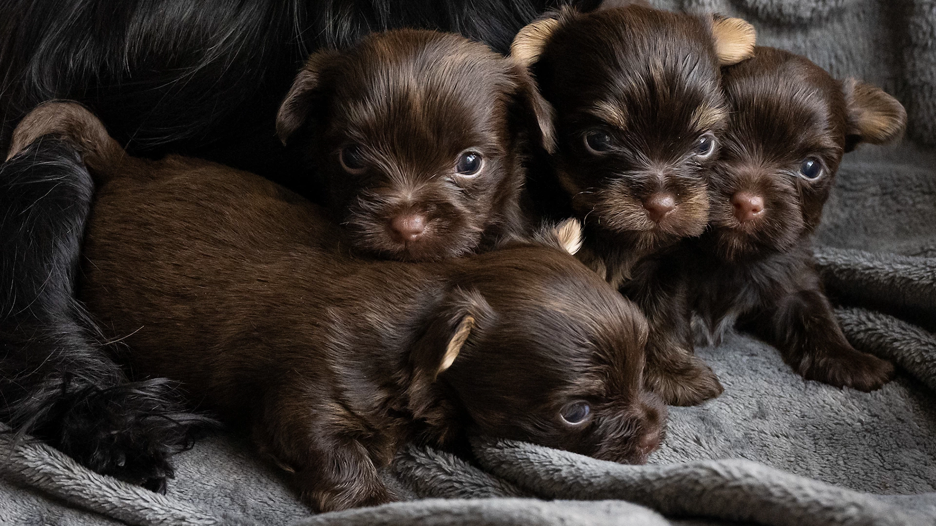 litter of very young chocolate yorkshire terrier puppieschocolate