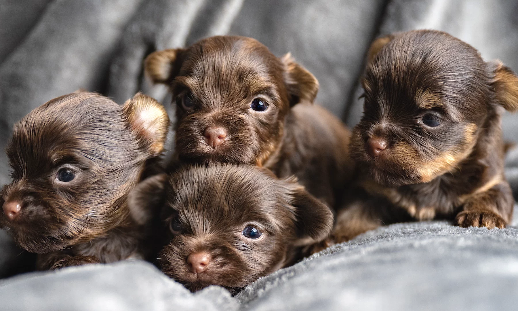 a litter of four chocolate Yorkshire Terrier Puppies