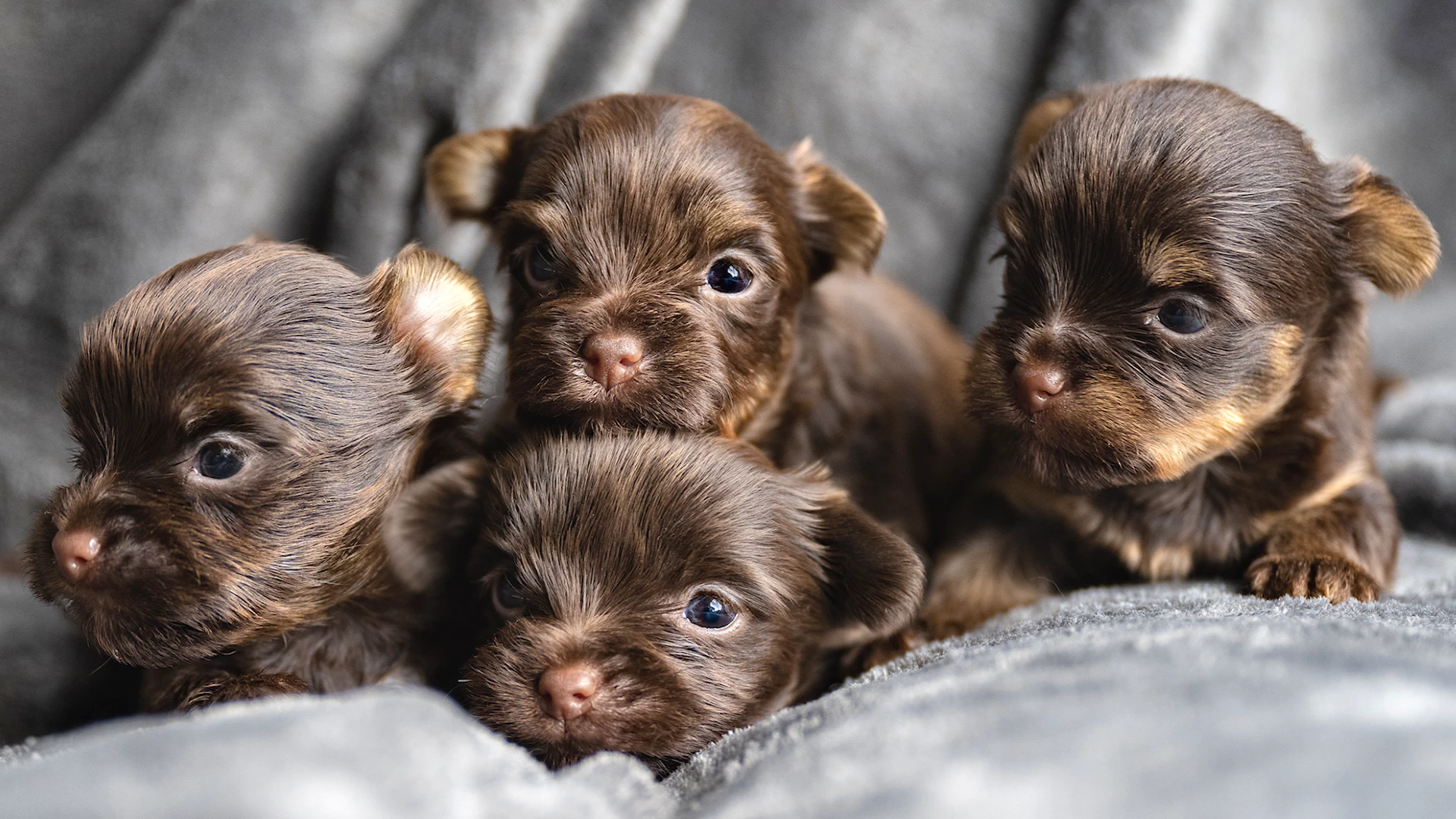 a litter of four chocolate Yorkshire Terrier Puppies