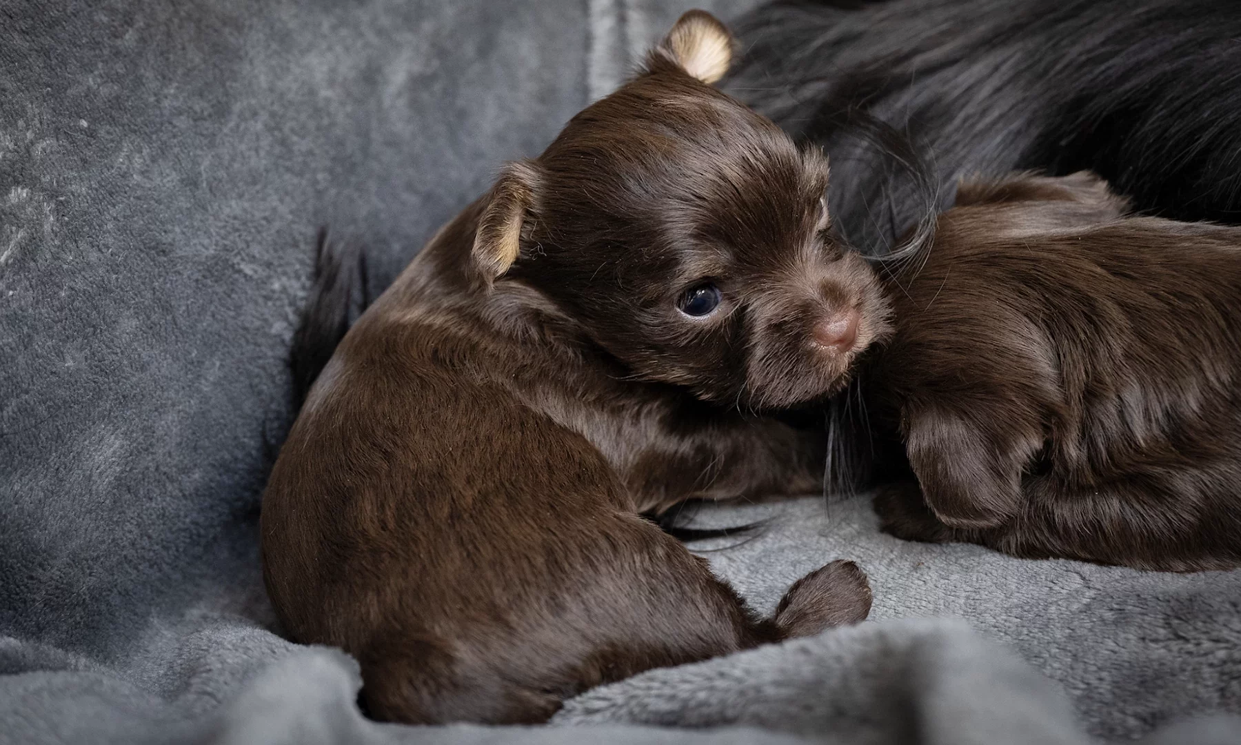 tiny chocolate yorkshire terrier puppy