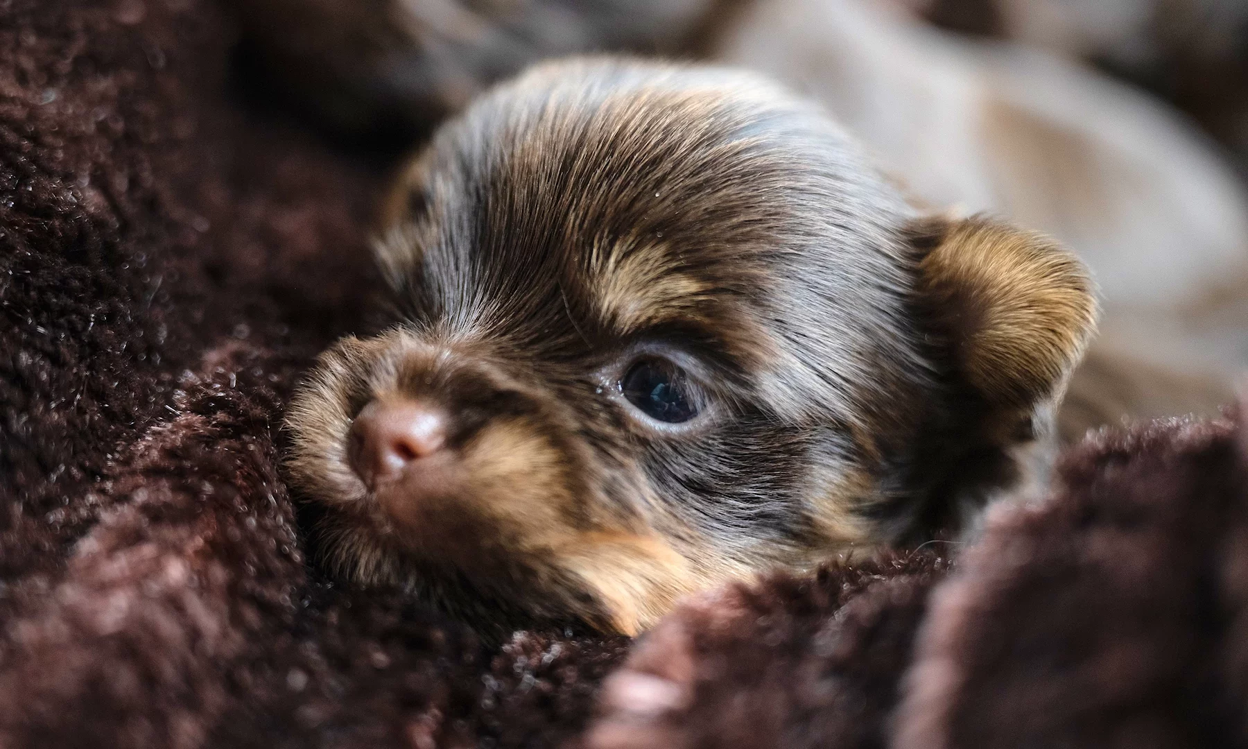 tiny chocolate Yorkshire Terrier puppy