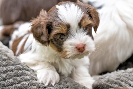 Biewer Terrier Puppies